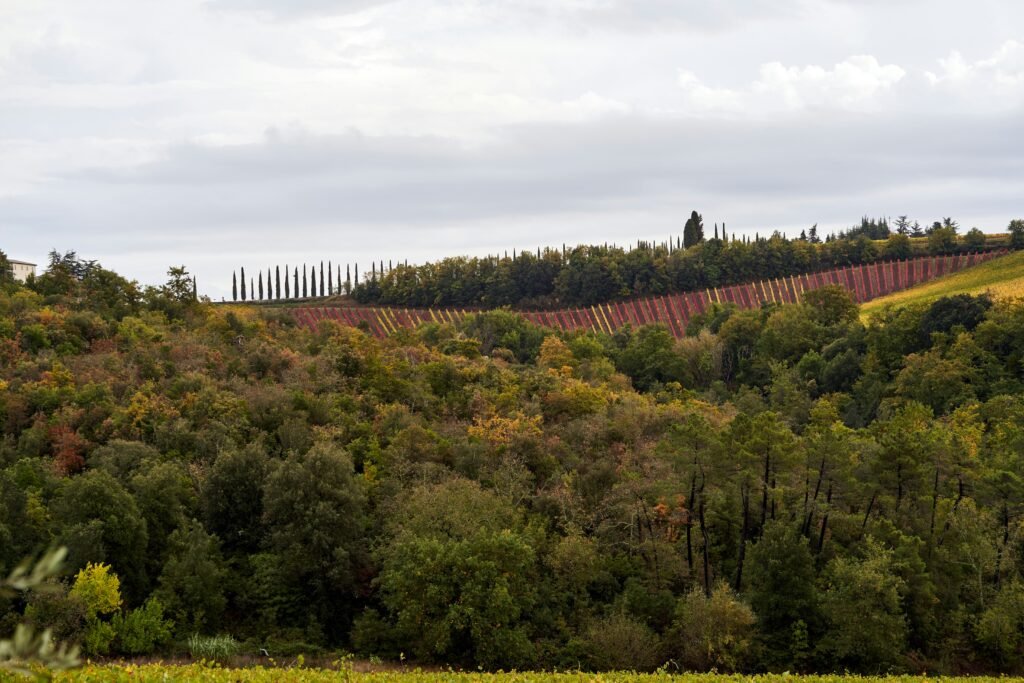 Exploring the Enchantment of Nikane Madeira: A Hidden Gem in Wine Country Nikane Madeira