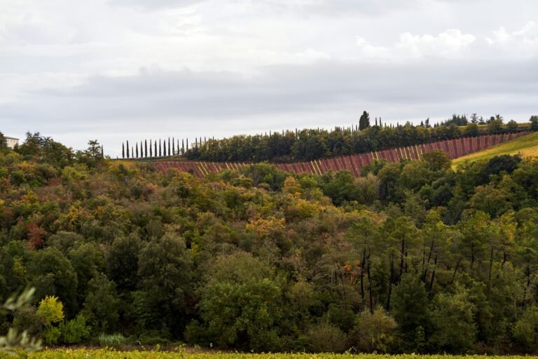 Exploring the Enchantment of Nikane Madeira: A Hidden Gem in Wine Country